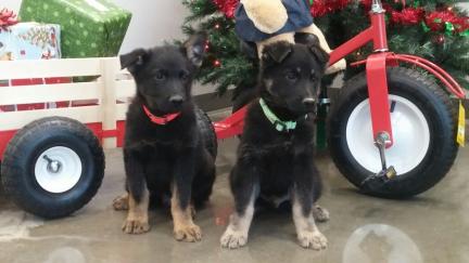 Christmas Puppies Black Friday Runnings 2016-11-25
