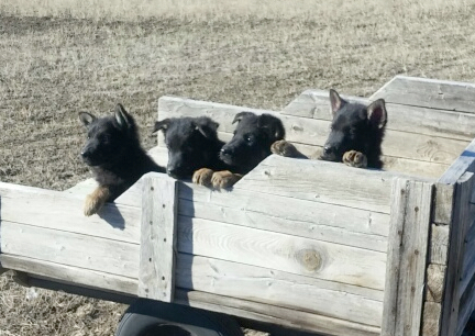 GSD Puppies in Wagon 2016-11-12