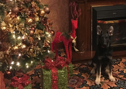 Teanna Christmas Tree 2017-11-24
