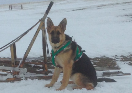 Tekoa Sled Harness 2014-01-03