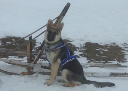 Titus Sled Harness 2014-01-03
