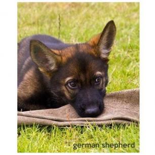 Sable GSD Puppy Journal Cover