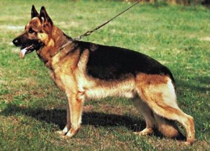 Working German Shepherd Dogs - GSD Colors and Markings